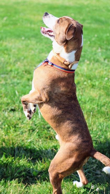 Biggby, a ADOPTABLE Mixed Breed in Hamilton, OH image 2/3