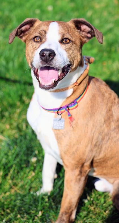 Biggby, a ADOPTABLE Mixed Breed in Hamilton, OH image 3/3