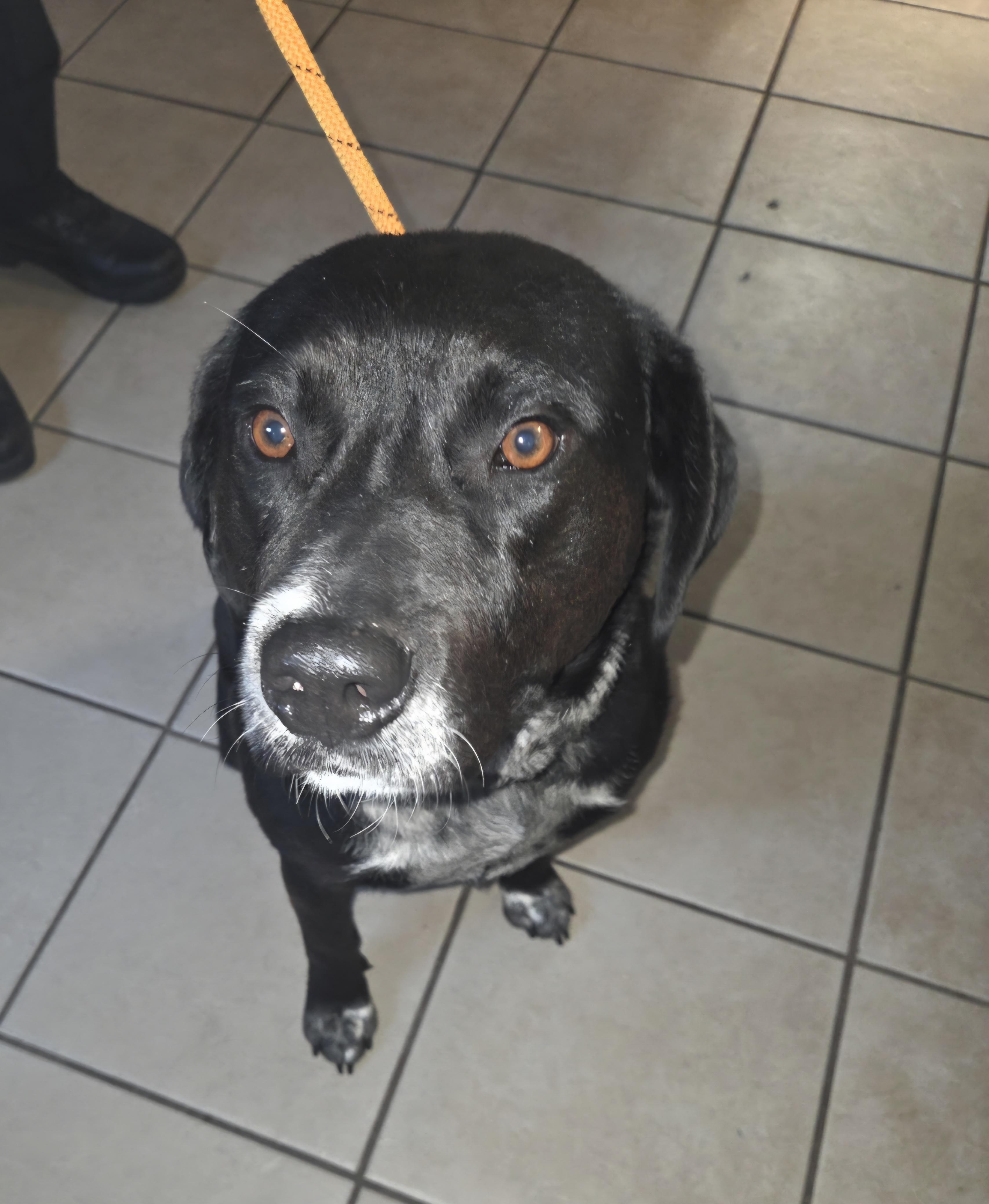 Marcus, Adopted, Adult Male Mixed Breed.