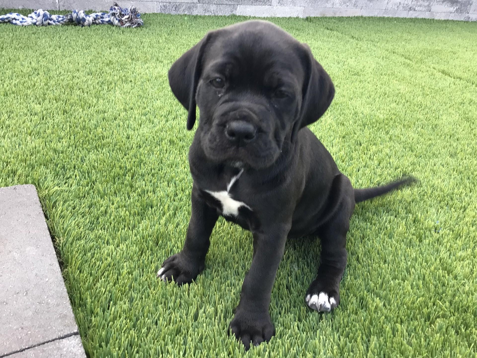 Enlarge Beeper, an adoptable mixed breed in Orlando, FL image 2/6