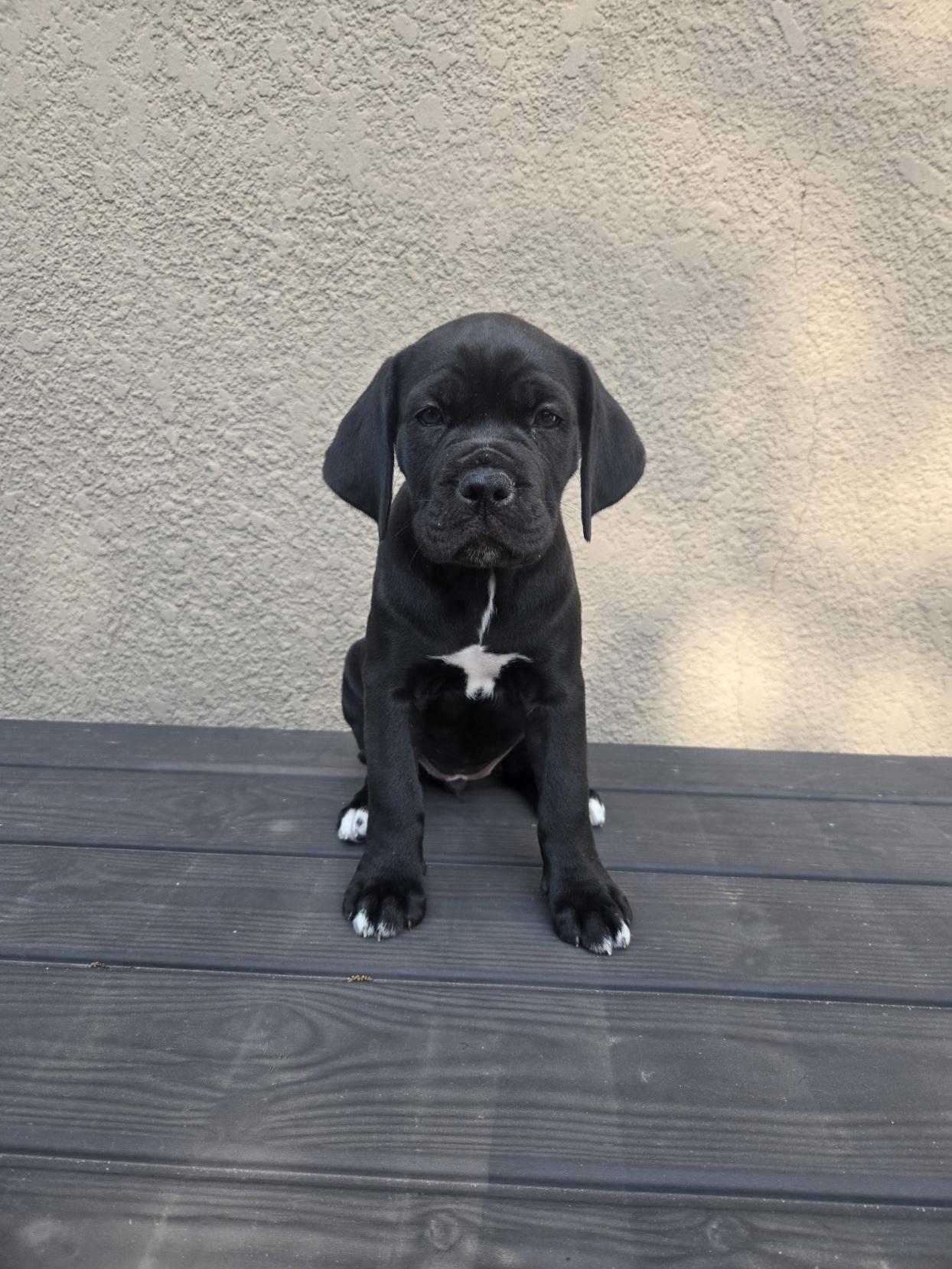 Beeper, adoptable, Puppy Female Boxer & American Bulldog.