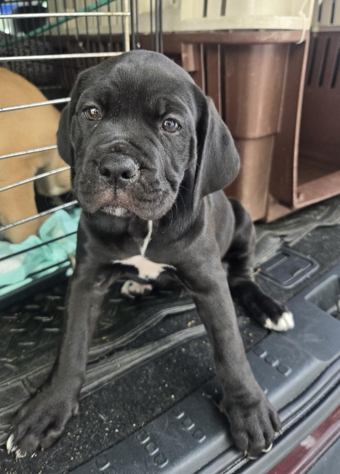 Enlarge Beeper, an adoptable mixed breed in Orlando, FL image 3/6