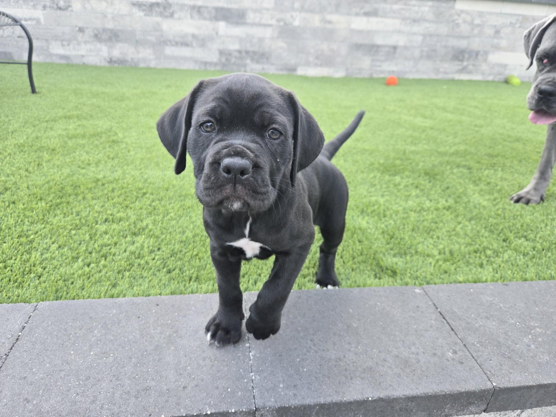Enlarge Beeper, an adoptable mixed breed in Orlando, FL image 5/6