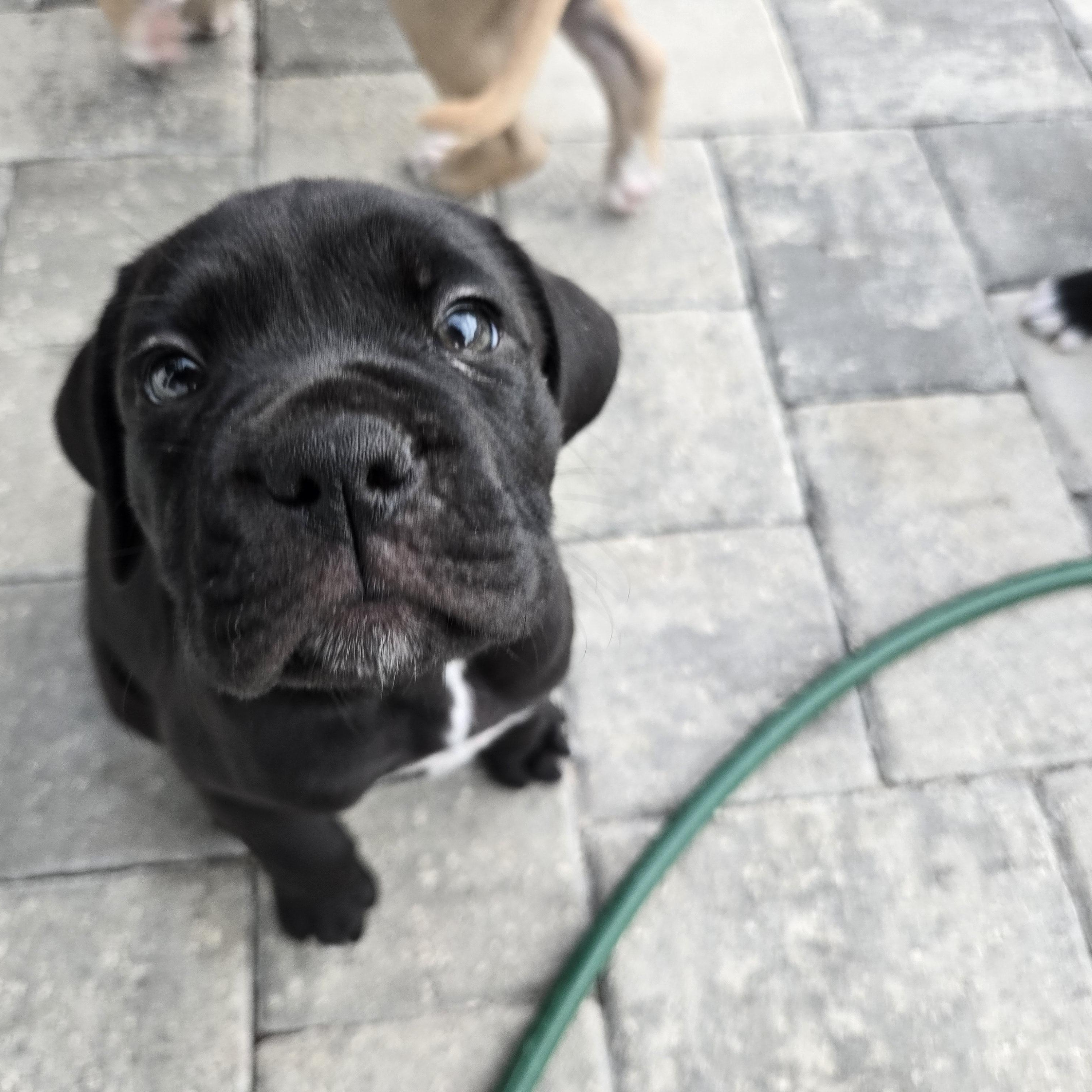Enlarge Beeper, an adoptable mixed breed in Orlando, FL image 6/6