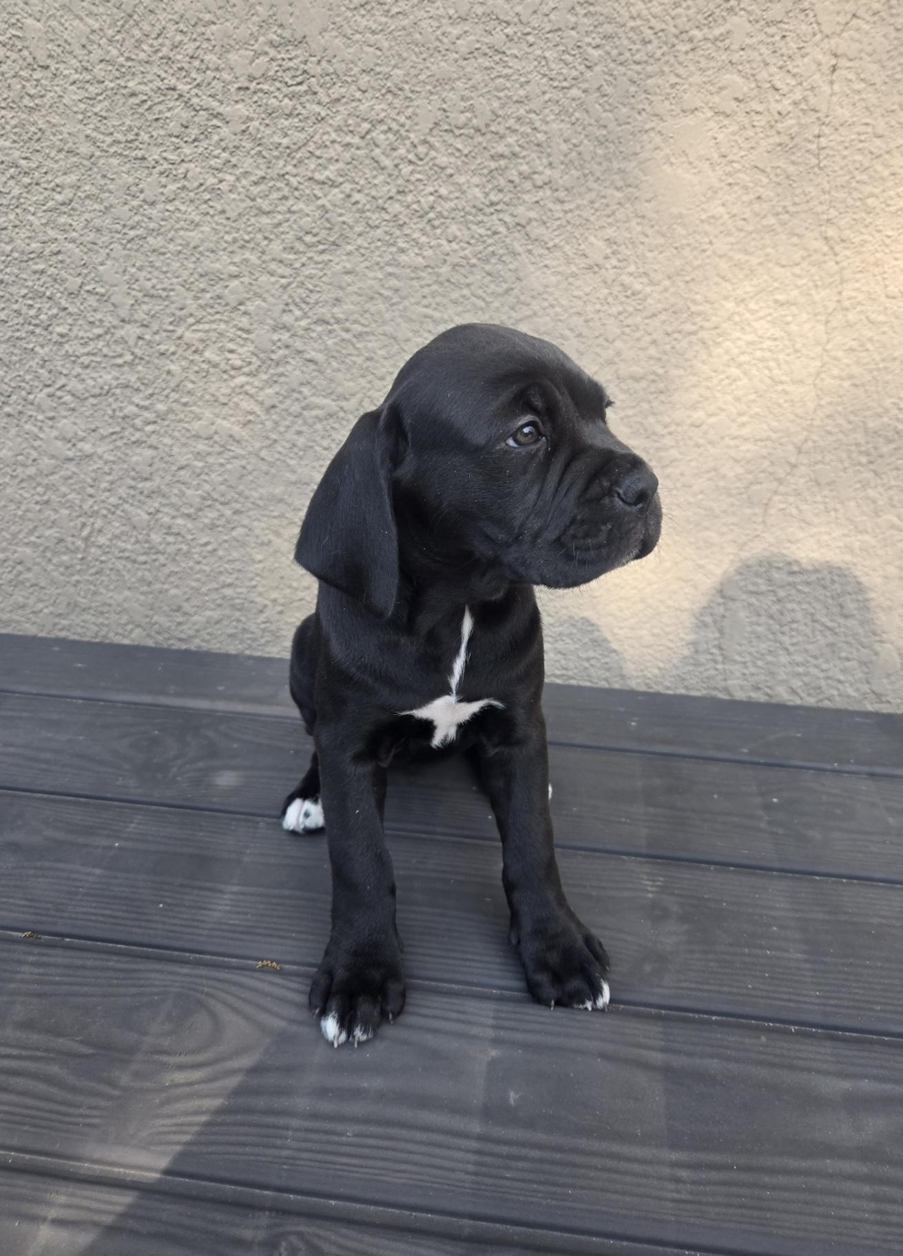 Enlarge Beeper, an adoptable mixed breed in Orlando, FL image 4/6