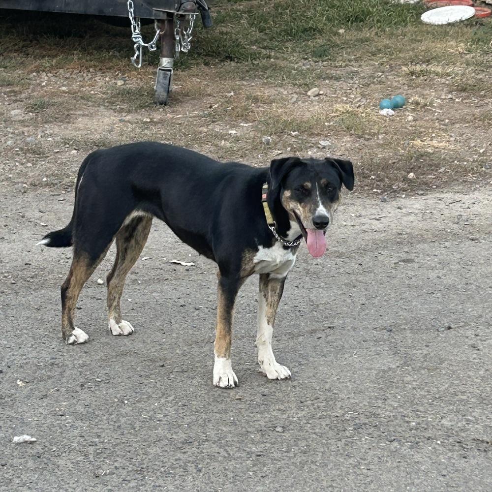 Enlarge Cindy, a Adoptable mixed breed in Wilton, CA image 1/1