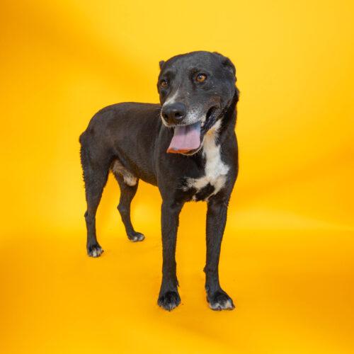 Trooper, Adoptable, Young Male Labrador Retriever & Mixed Breed.
