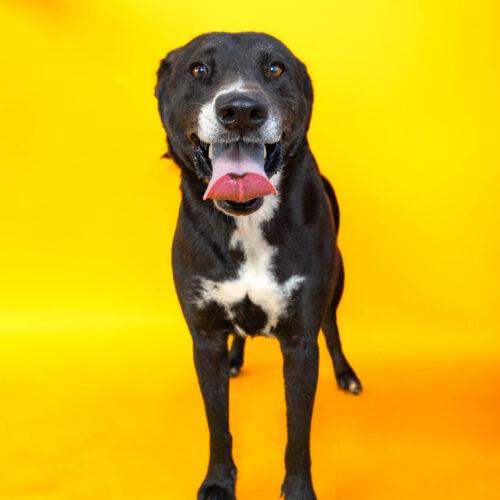 Trooper, a Adoptable mixed breed in Sullivan City, TX image 2/3