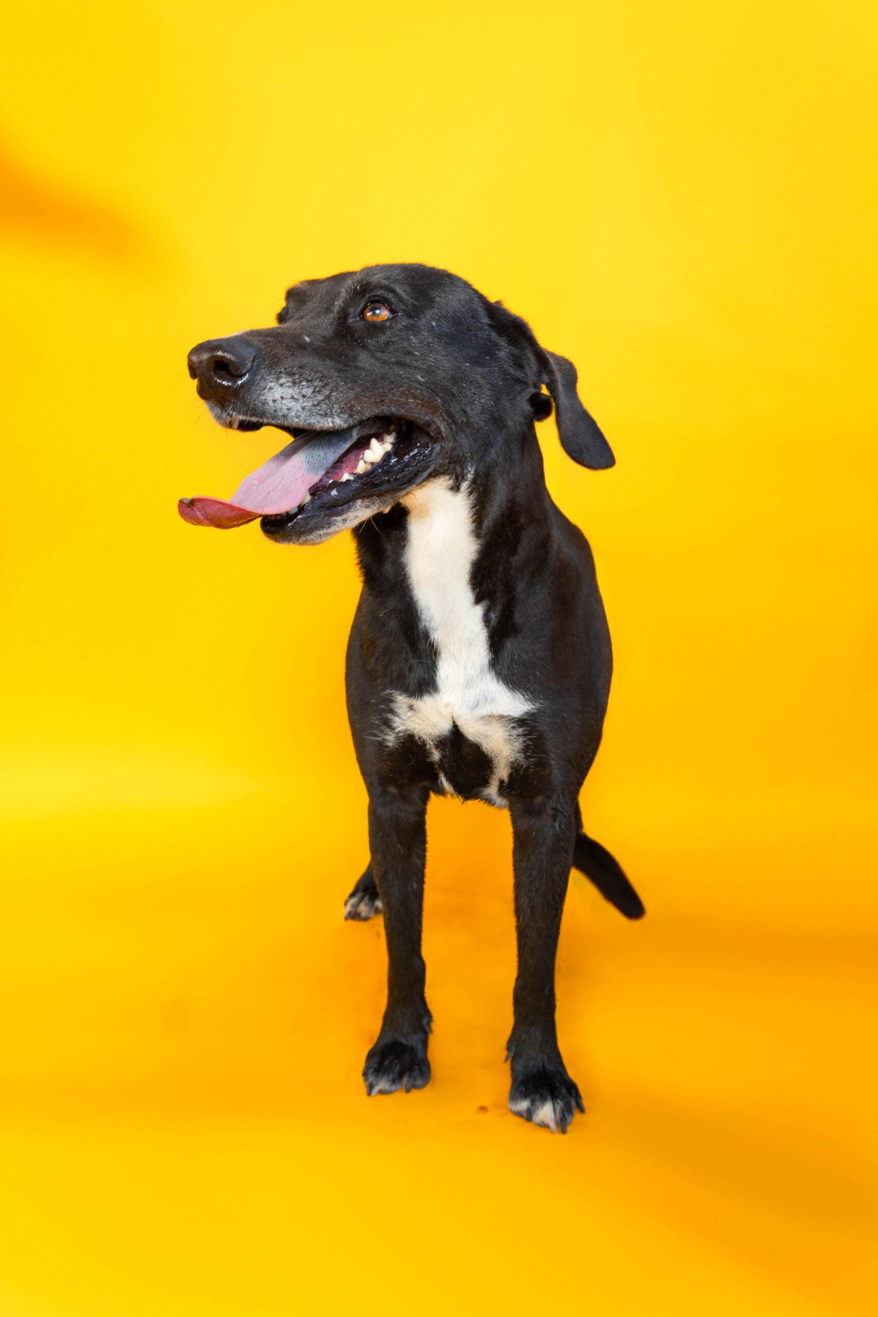 Trooper, a Adoptable mixed breed in Sullivan City, TX image 3/3
