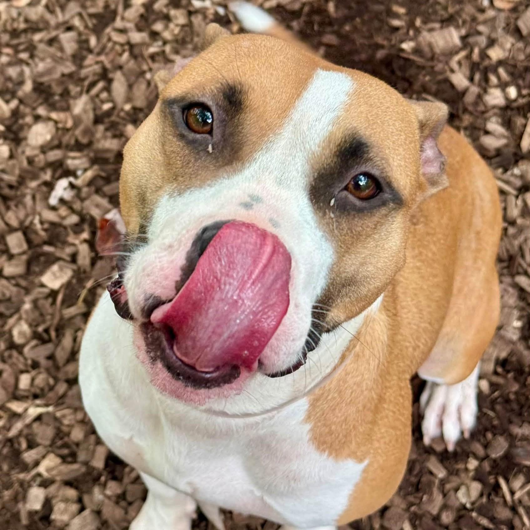 Enlarge Dutchess- 53965, a Adoptable Pit Bull Terrier in Columbia, MD image 3/4