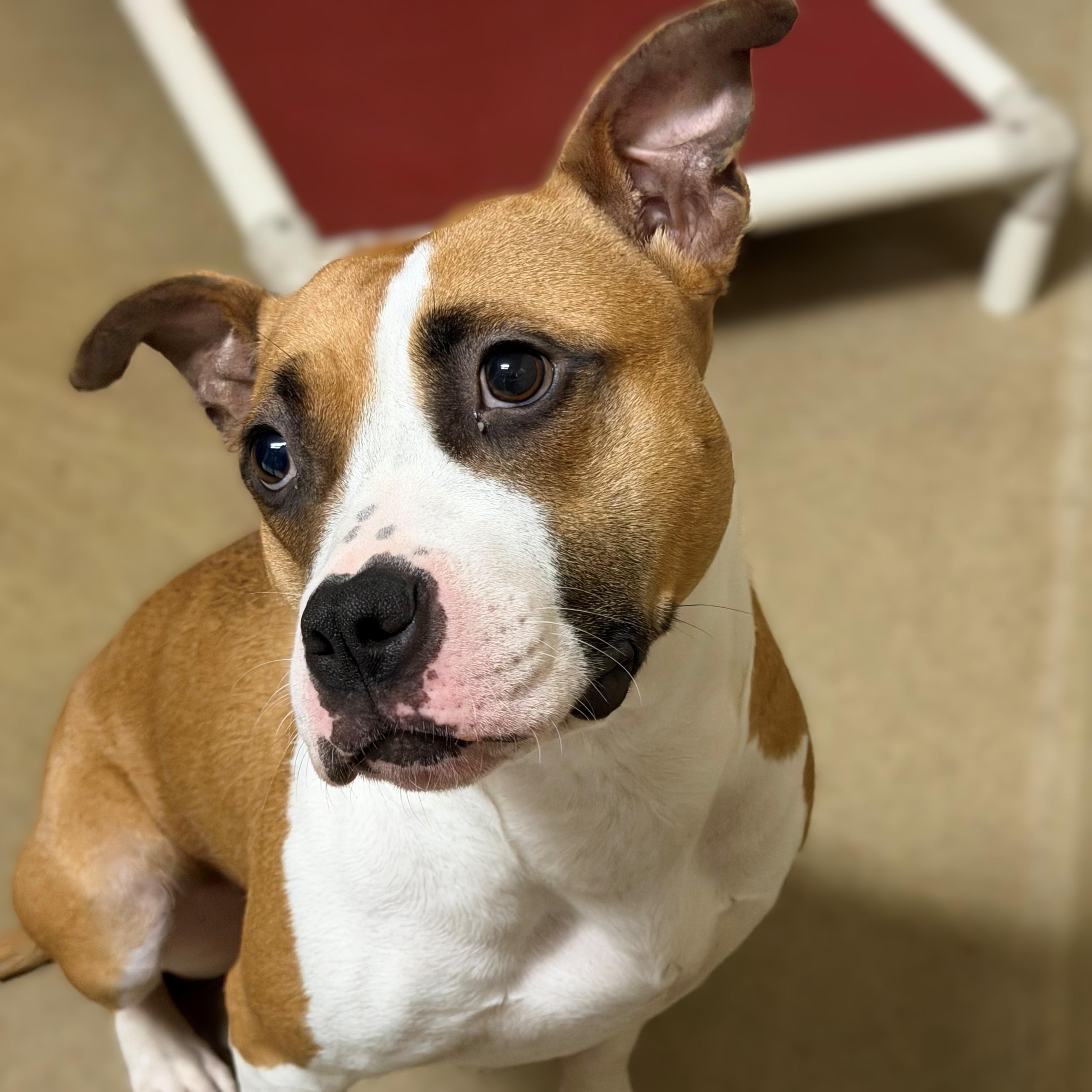 Enlarge Dutchess- 53965, a Adoptable Pit Bull Terrier in Columbia, MD image 4/4