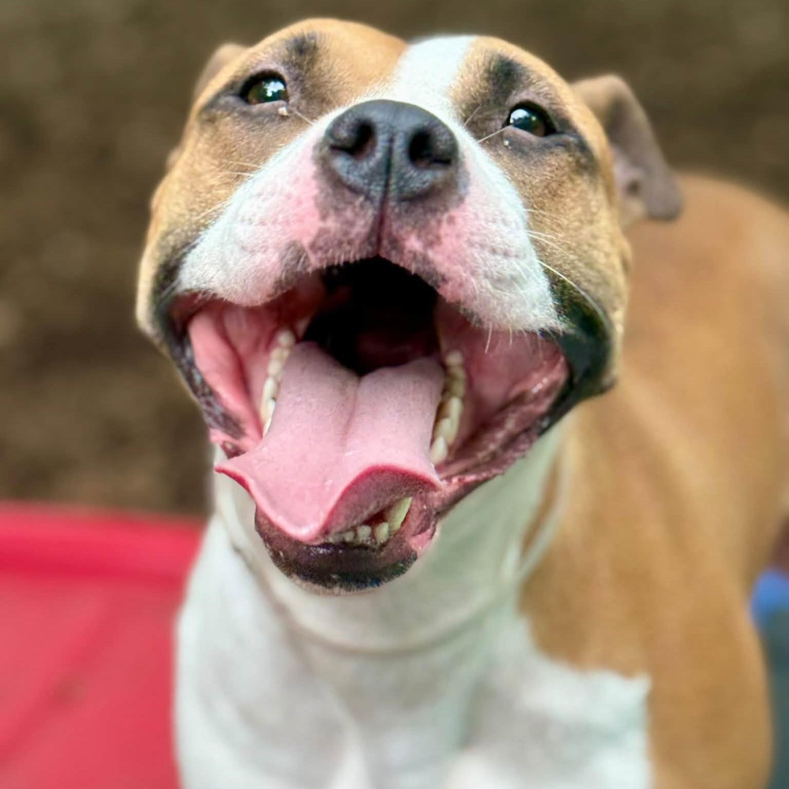 Dutchess- 53965, Adoptable, Adult Female Pit Bull Terrier.