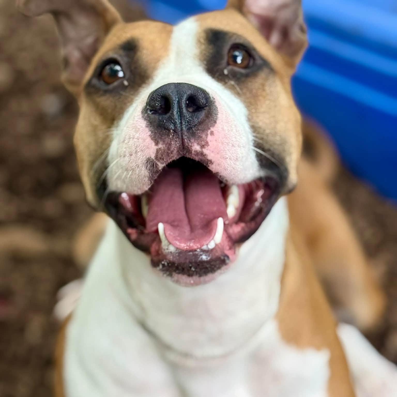 Enlarge Dutchess- 53965, a Adoptable Pit Bull Terrier in Columbia, MD image 2/4
