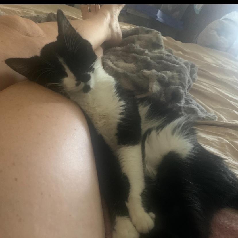 Romeo, Adoptable, Young Male Domestic Medium Hair.