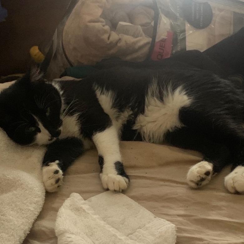 Romeo, a Adoptable Domestic Medium Hair in Grantsville, UT image 2/4