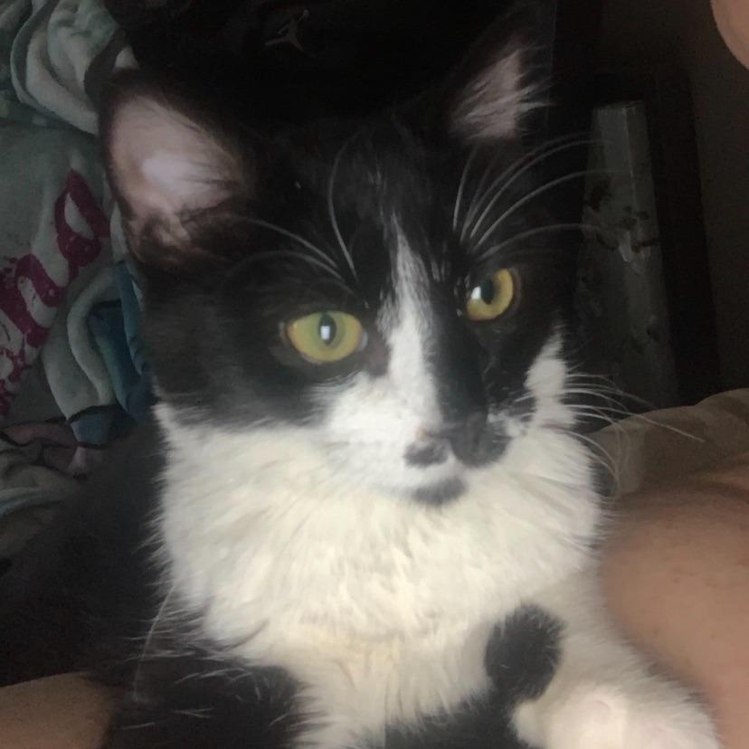 Romeo, a Adoptable Domestic Medium Hair in Grantsville, UT image 3/4