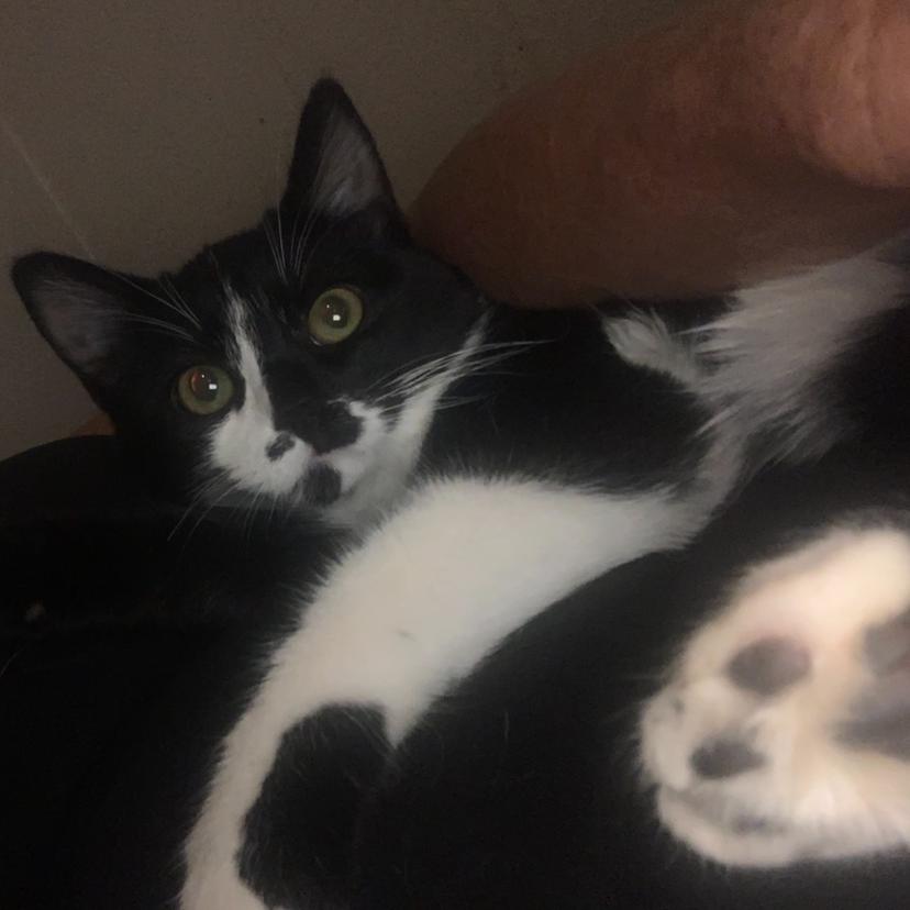 Romeo, a Adoptable Domestic Medium Hair in Grantsville, UT image 4/4