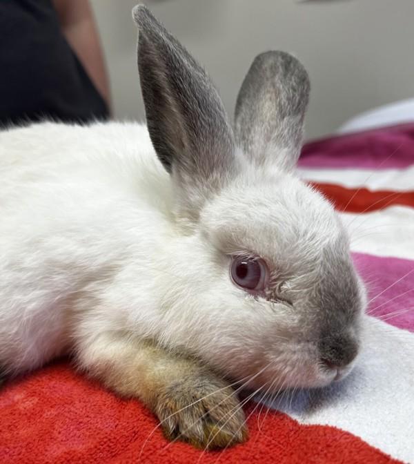Cloud, Adoptable, Young Male Californian.