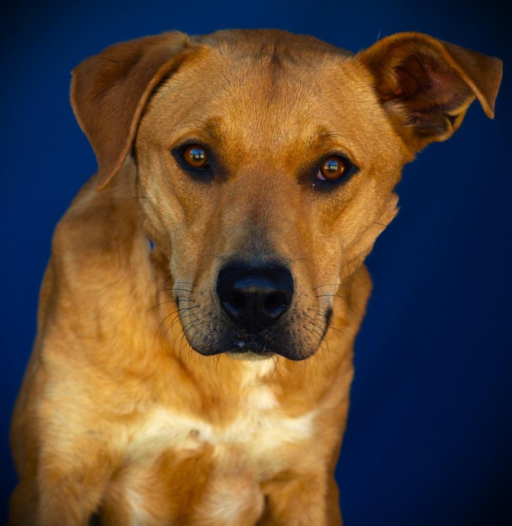 Apollo, Adoptable, Adult Male Mixed Breed.