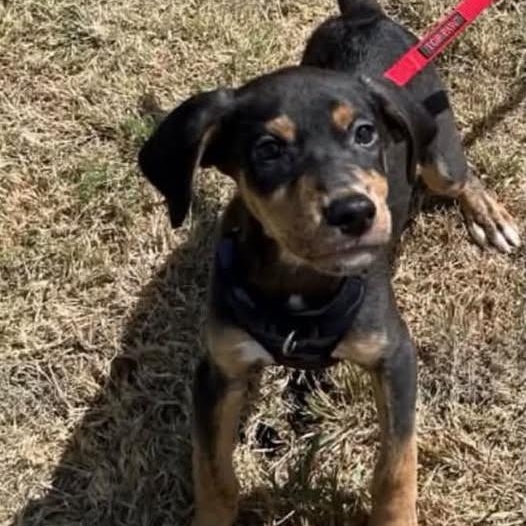 Axel, Adopted, Puppy Male Labrador Retriever & Shepherd.
