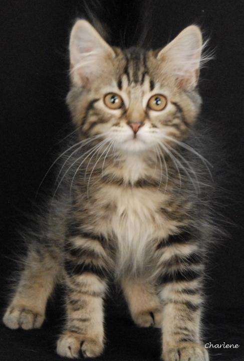 Pippin, ADOPTABLE, Kitten Male Tabby.