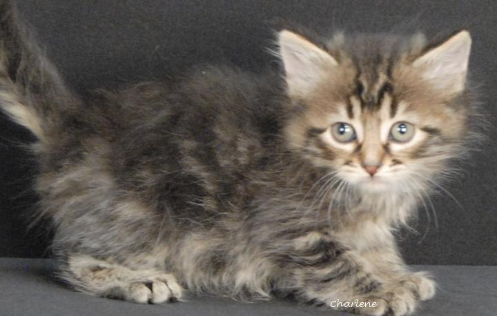 Enlarge Pippin, a ADOPTABLE Tabby in Newland, NC image 1/2