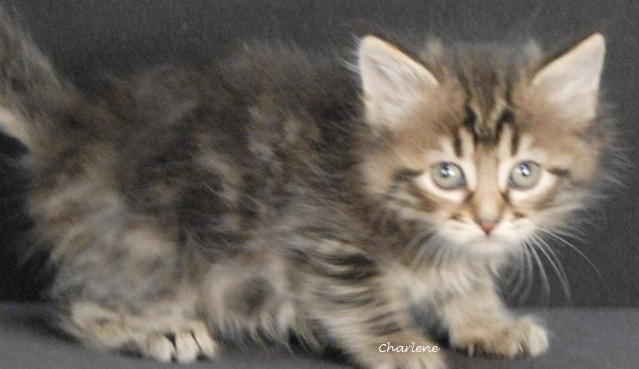 Enlarge Pippin, a ADOPTABLE Tabby in Newland, NC image 2/2