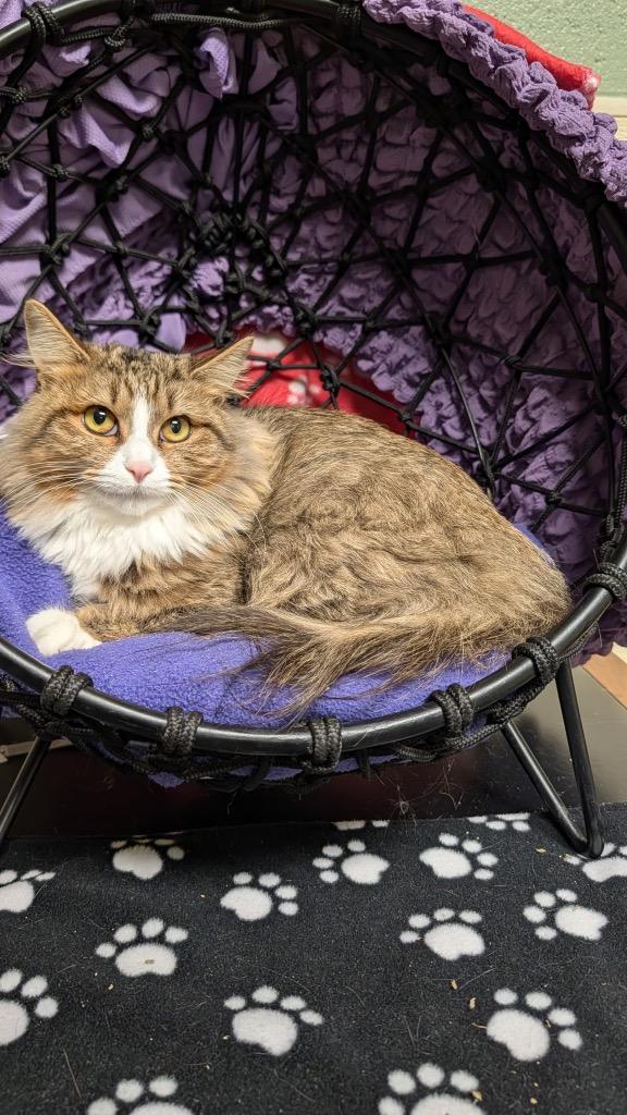 Beauty, Adoptable, Adult Female Domestic Long Hair.