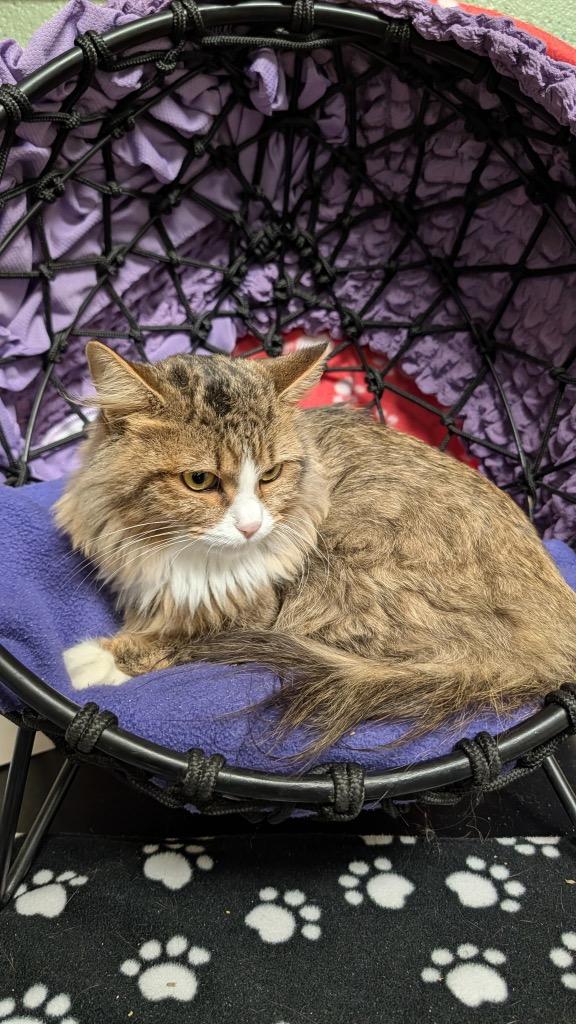 Enlarge Beauty, a Adoptable mixed breed in Ellijay, GA image 2/3