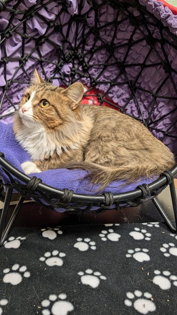 Enlarge Beauty, a Adoptable mixed breed in Ellijay, GA image 3/3