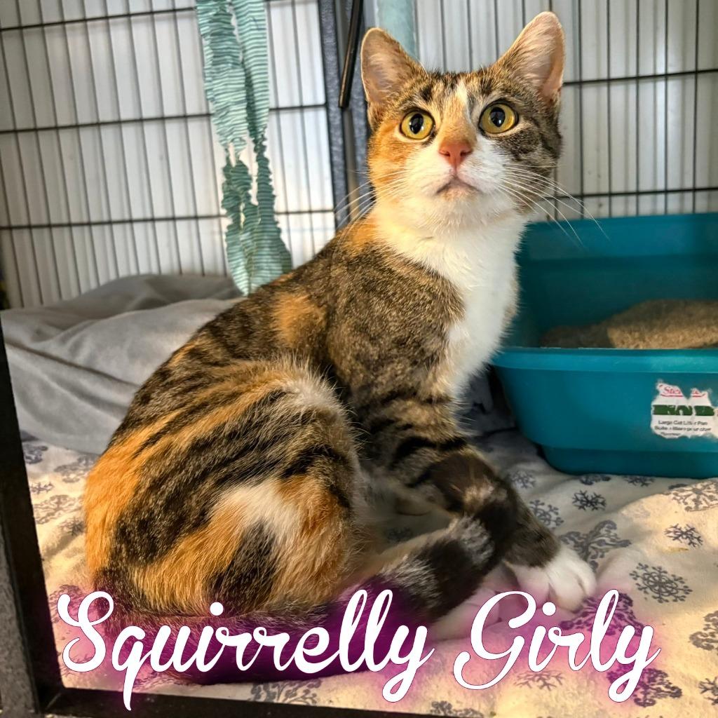 Squirrelly Girly, Adoptable, Young Female Domestic Short Hair.