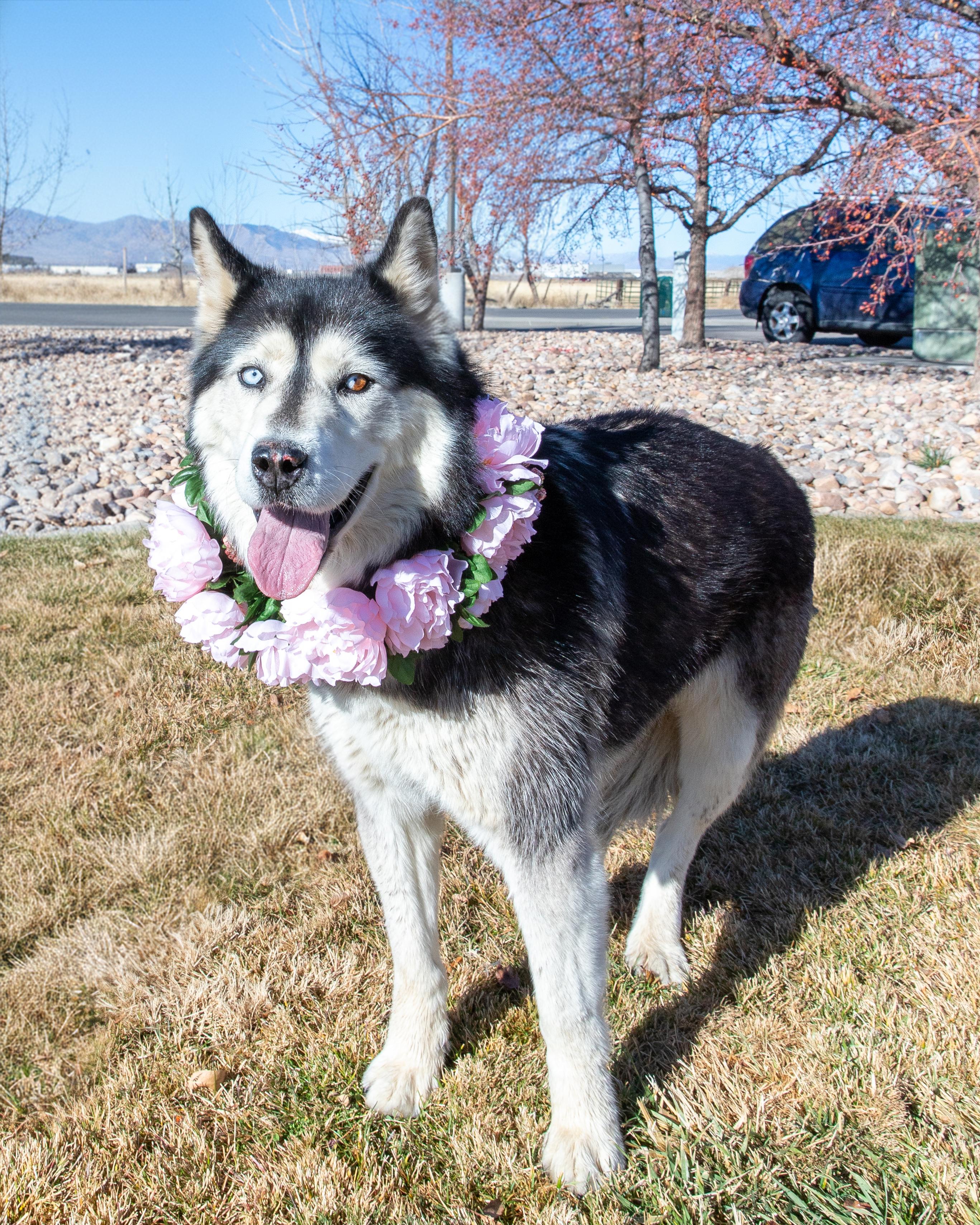 Enlarge Sally (92257), an adoptable mixed breed in Spanish Fork, UT image 1/1