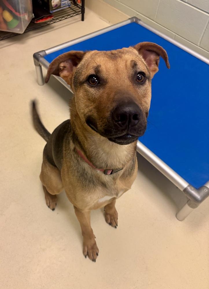 Cashew, a Adoptable mixed breed in Kalamazoo, MI image 1/4