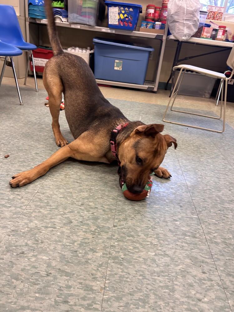 Cashew, a Adoptable mixed breed in Kalamazoo, MI image 3/4