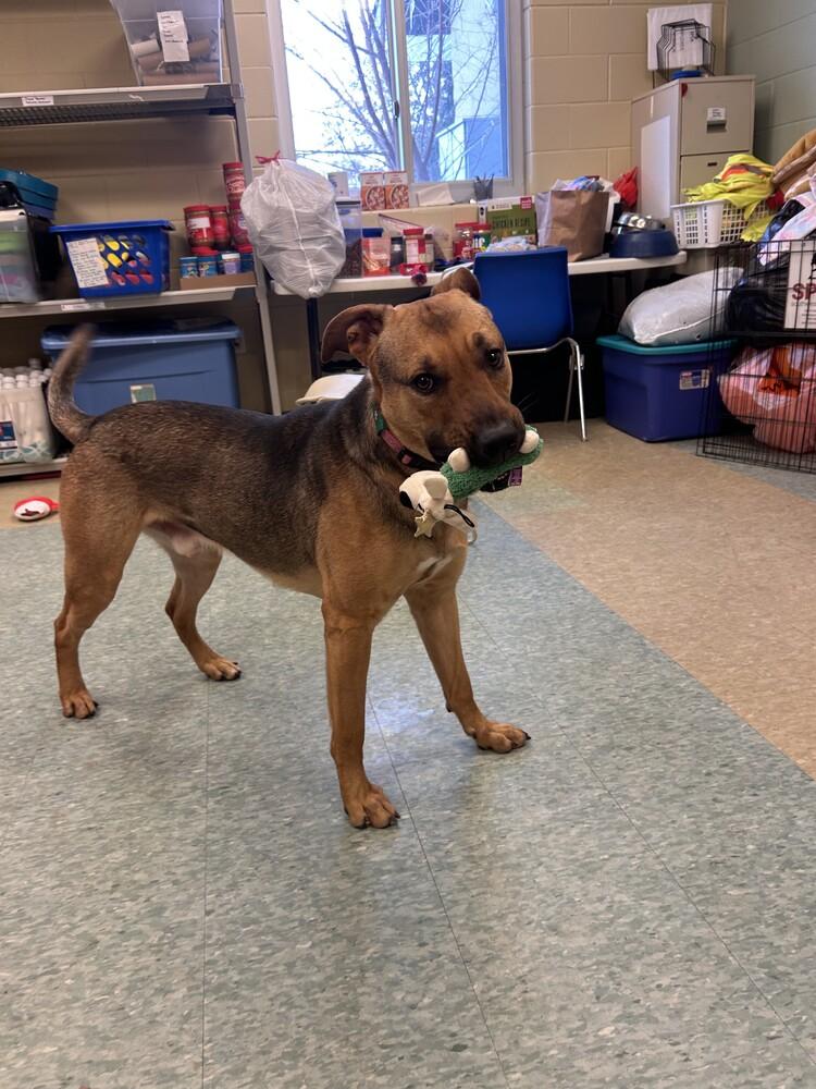 Cashew, a Adoptable mixed breed in Kalamazoo, MI image 4/4