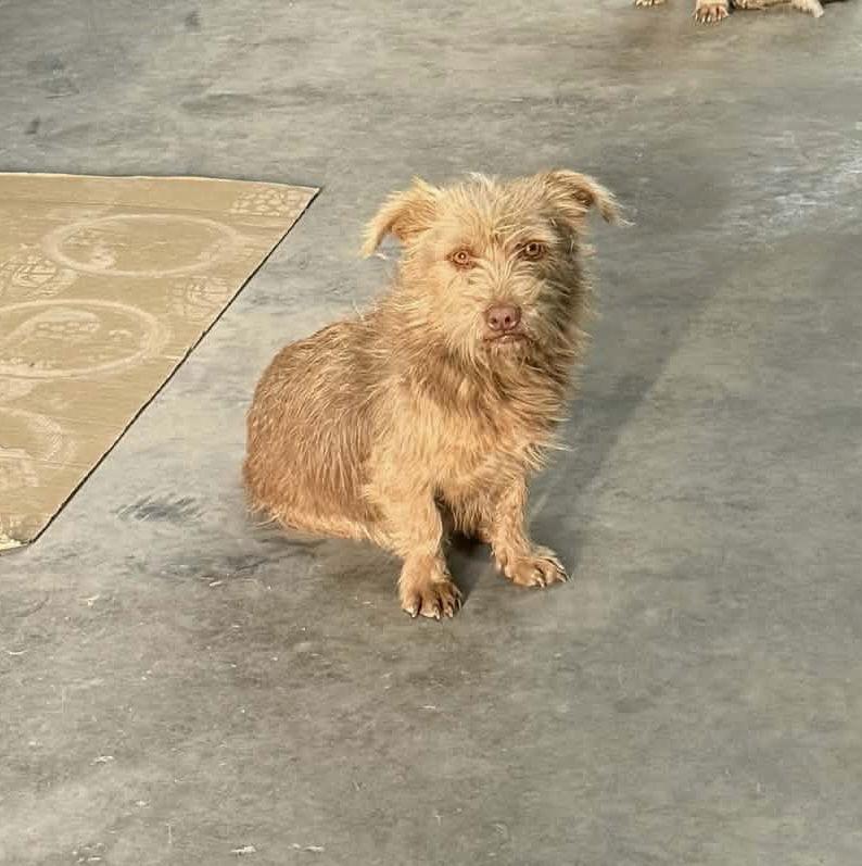 Roxie- ADOPTION IN PROCESS, Adoptable, Young Female Terrier & Dachshund.