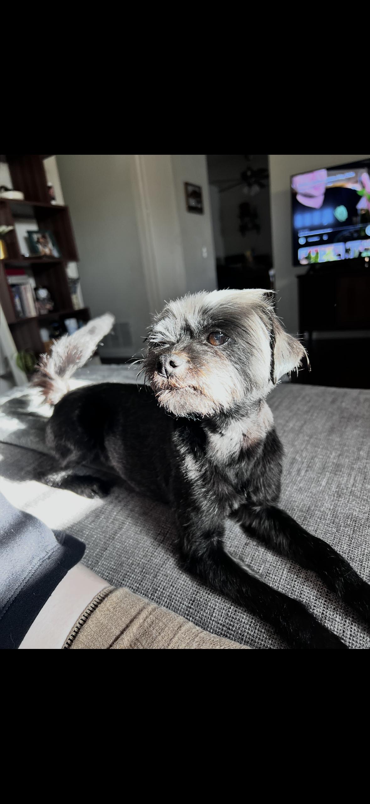 Enlarge Wolfie, a ADOPTABLE mixed breed in Surrey, BC image 4/6