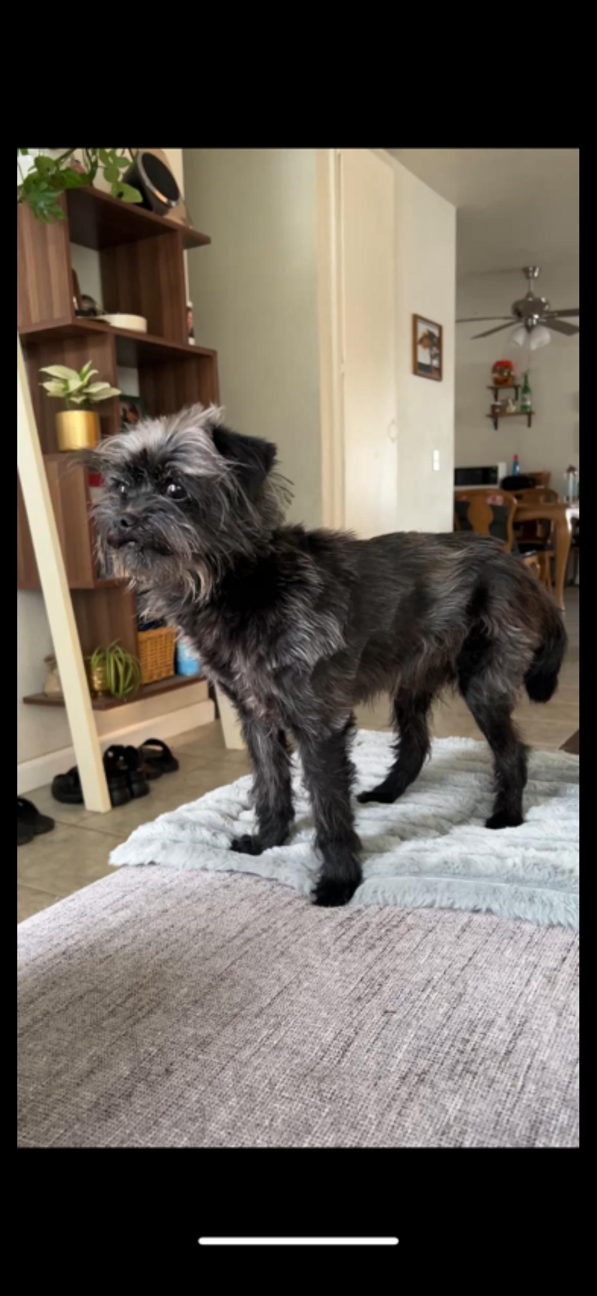 Enlarge Wolfie, a ADOPTABLE mixed breed in Surrey, BC image 3/6