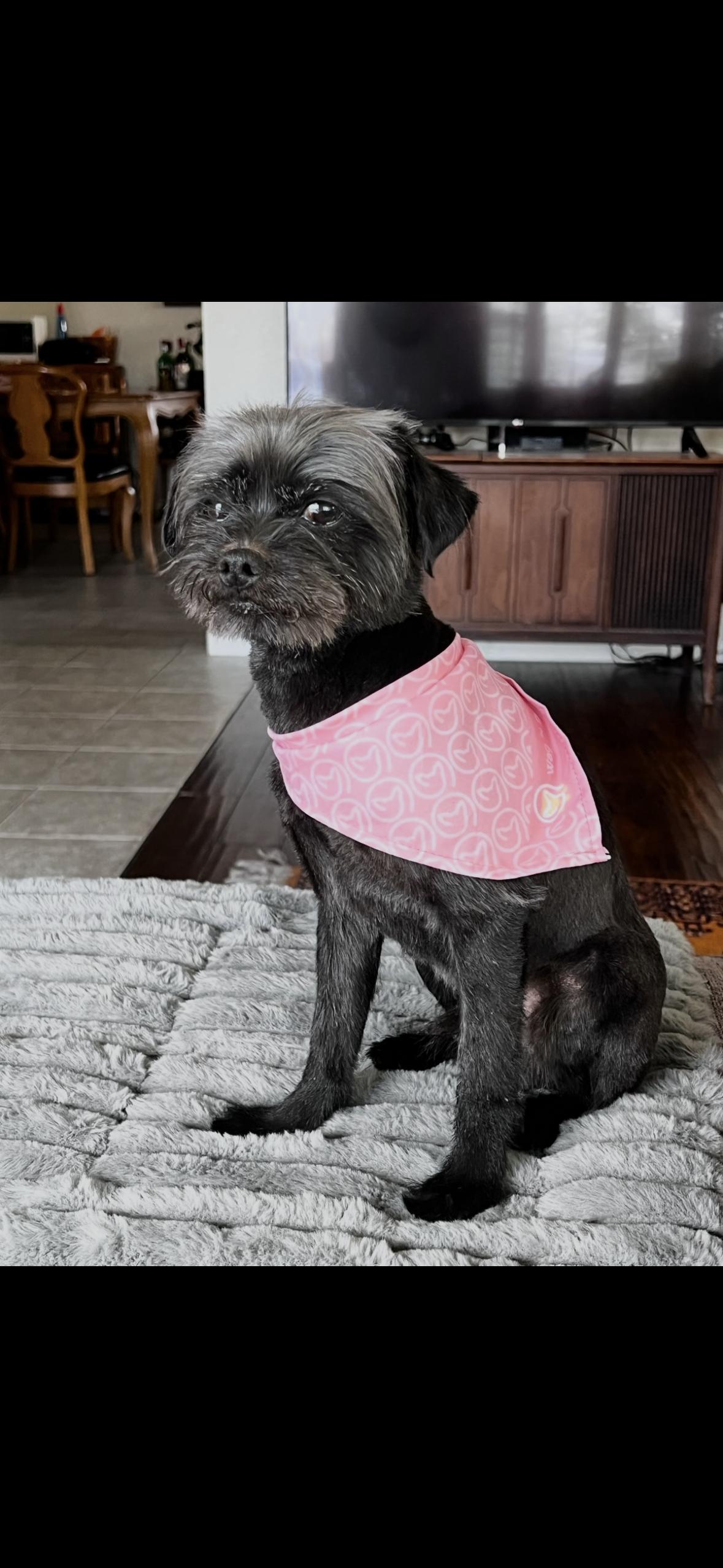 Enlarge Wolfie, a ADOPTABLE mixed breed in Surrey, BC image 6/6