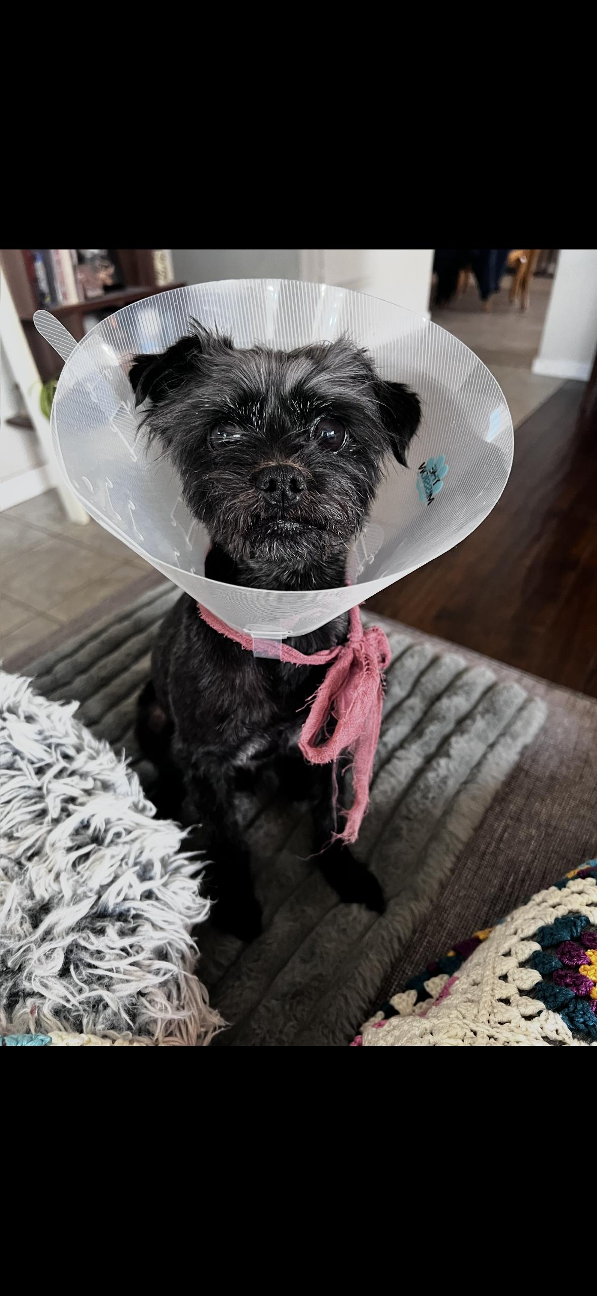Enlarge Wolfie, a ADOPTABLE mixed breed in Surrey, BC image 2/6