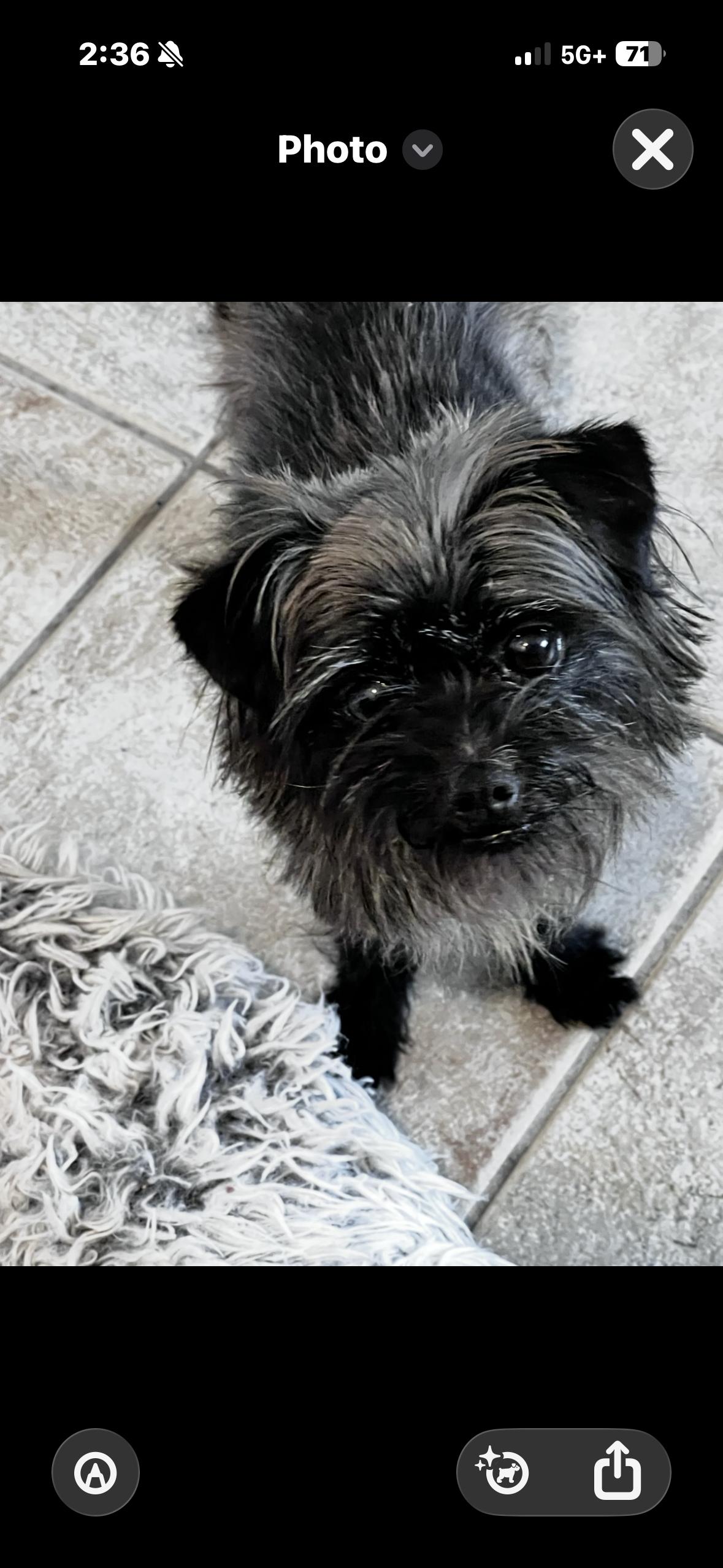 Enlarge Wolfie, a ADOPTABLE mixed breed in Surrey, BC image 1/6