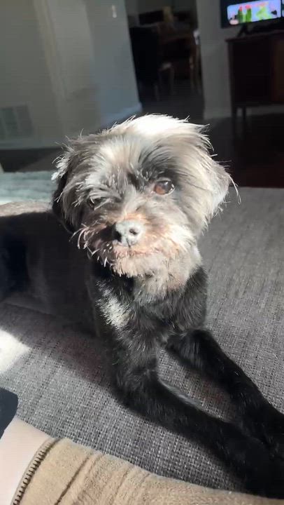 Enlarge Wolfie, a ADOPTABLE mixed breed in Surrey, BC video 5/6