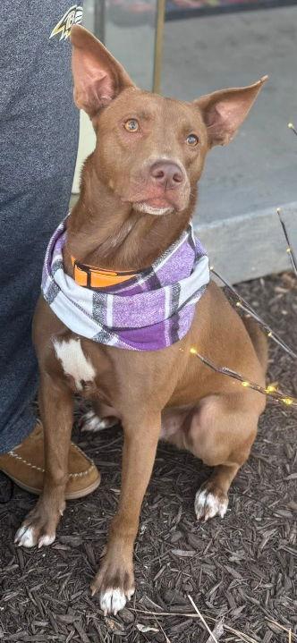 Enlarge Edward, a Adoptable mixed breed in Westminster, MD image 1/3