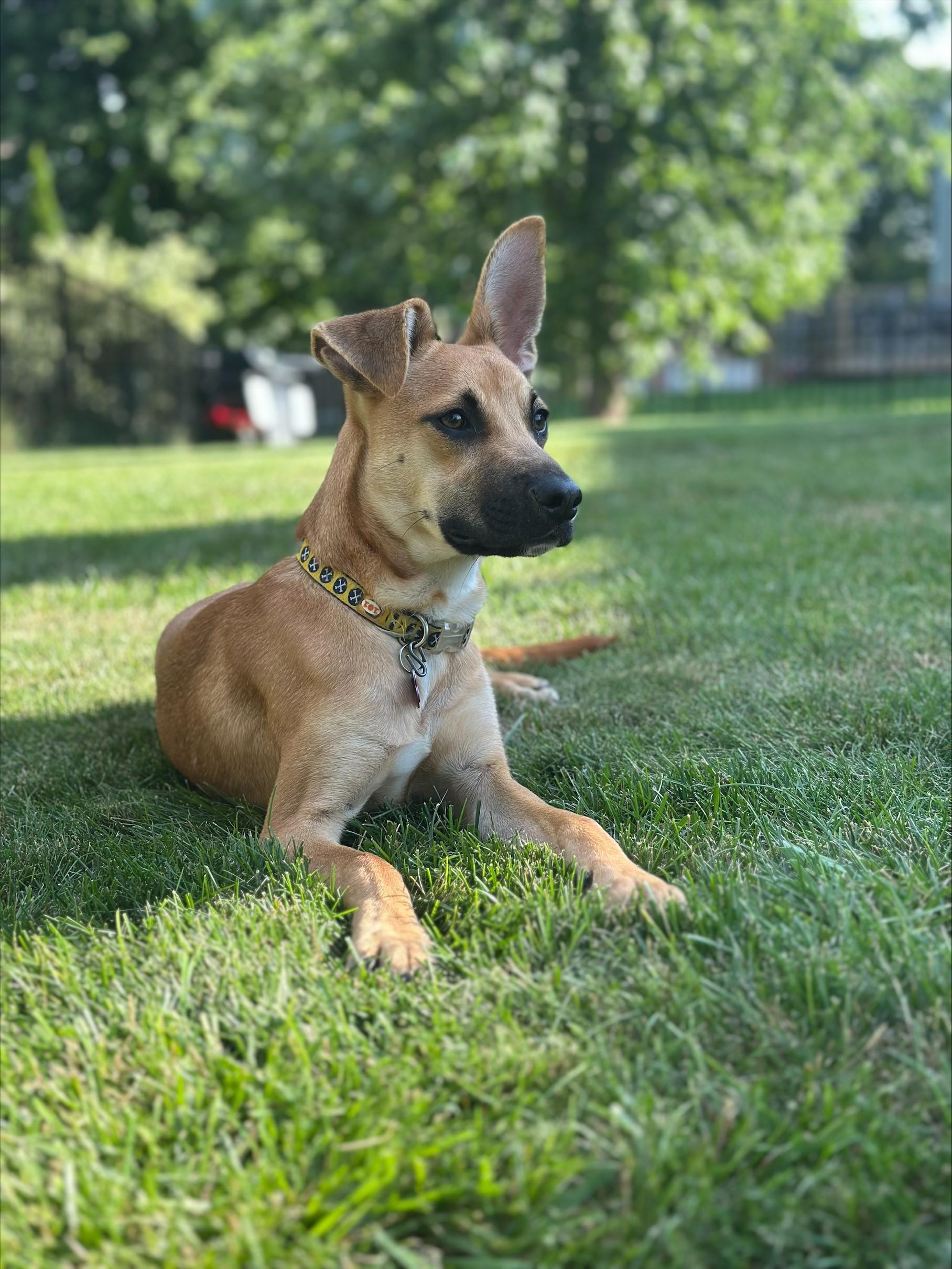 Cara, an adopted mixed breed in Bartlett, IL image 5/5
