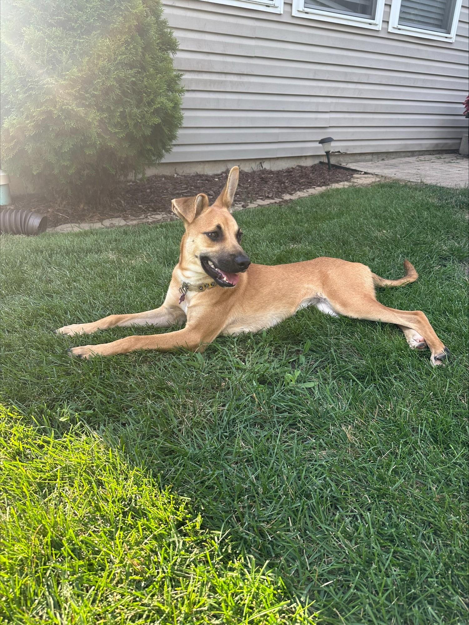 Cara, an adopted mixed breed in Bartlett, IL image 3/5