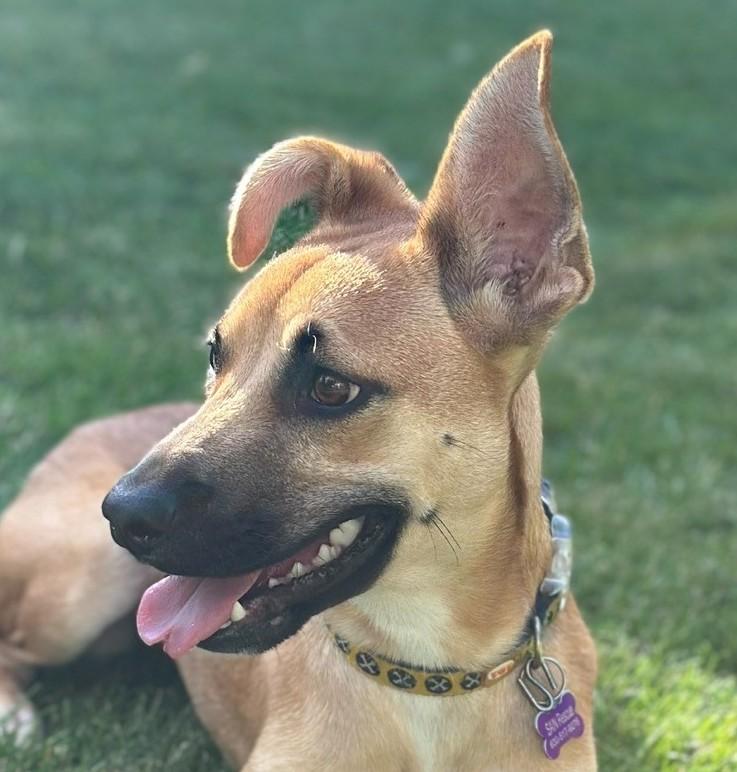 Cara, adopted, Young Female Great Dane & Belgian Shepherd / Malinois.