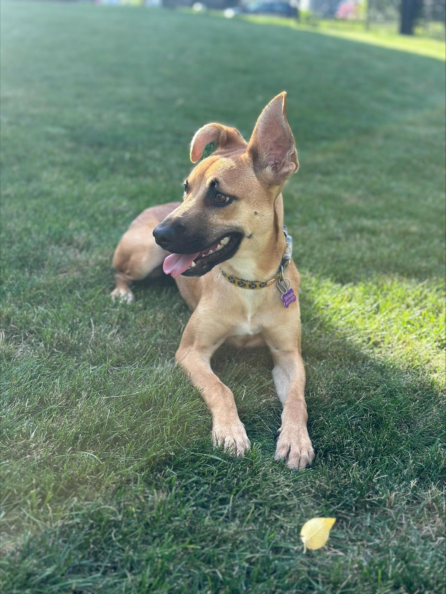 Cara, an adopted mixed breed in Bartlett, IL image 4/5
