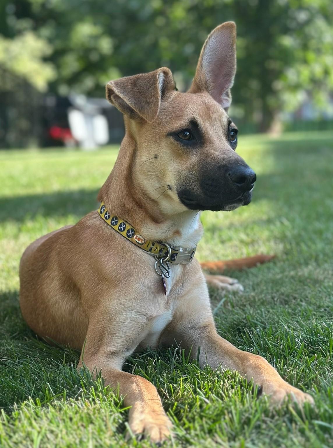 Cara, an adopted mixed breed in Bartlett, IL image 2/5