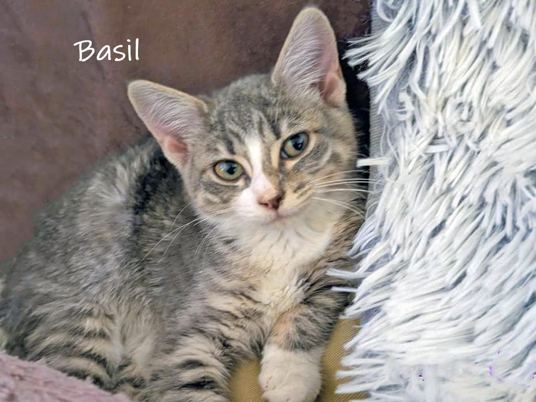 Enlarge Basil, a Adoptable Domestic Short Hair in Chicago, IL image 1/2