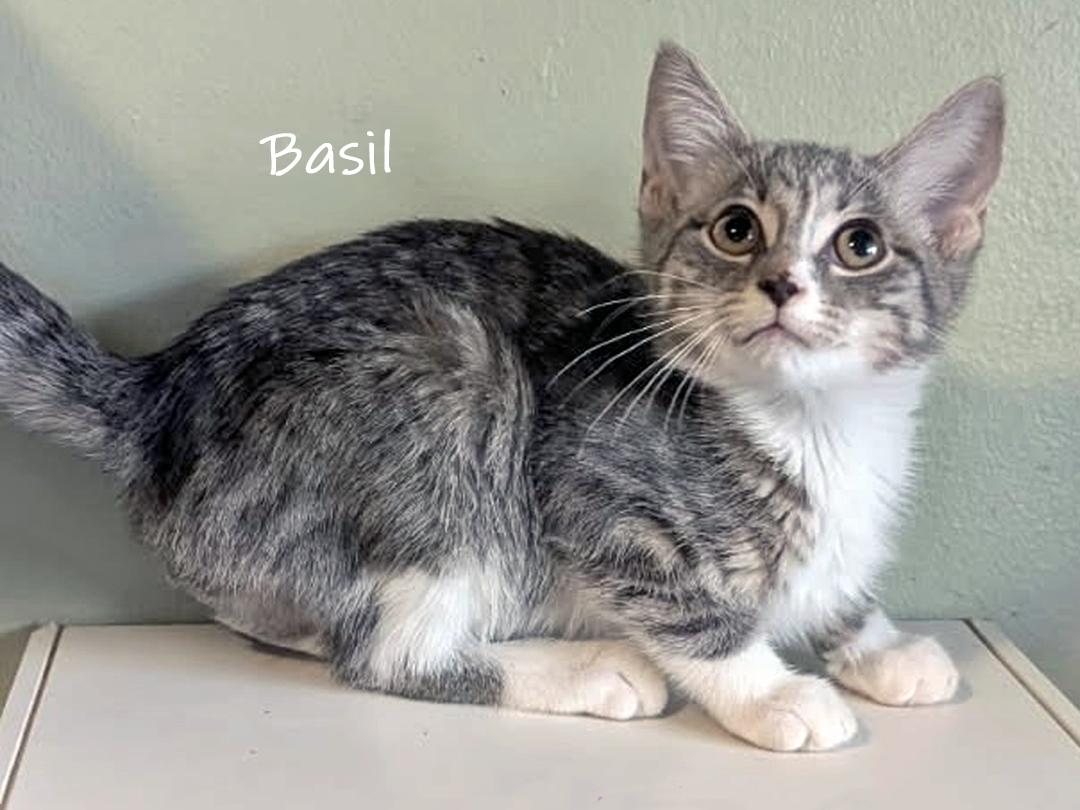 Enlarge Basil, a Adoptable Domestic Short Hair in Chicago, IL image 2/2